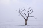 the_lonely_tree_by_daveph3-d4gah1o